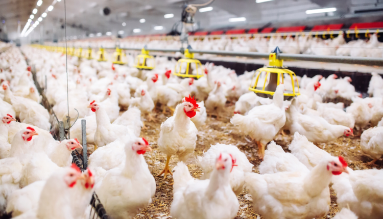 أسعار الدواجن واللحوم