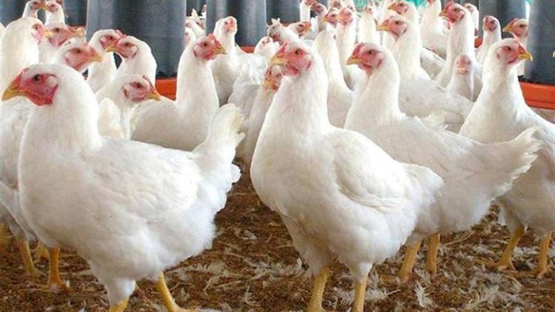 أسعار الفراخ