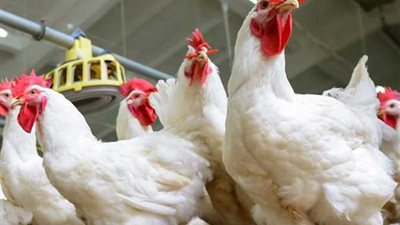 أسعار الدواجن اليوم.. ارتفاع مستمر مع اقتراب رمضان المبارك