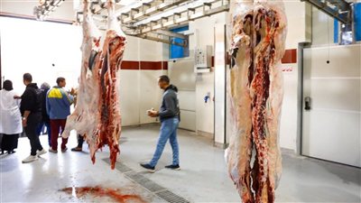  بـ تكلفة 45 مليون جنيه.. أول مجزر في مصر وفق الكود العالمي للمجازر