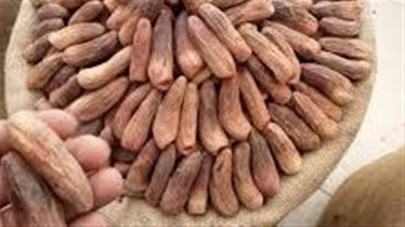 أسعار البلح المجفف