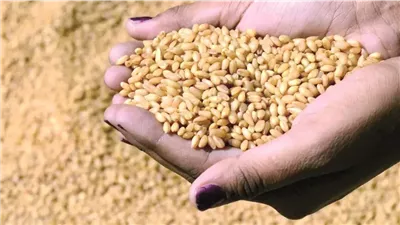 العراق يمتلك مخزون قمح يكفي حتى 2027 ويستعد لموسم التسويق الجديد