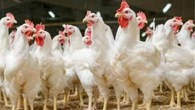 أسعار الفراخ البيضاء في بورصة الدواجن والمحلات اليوم الجمعة 20-2-2026