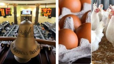 وزارة الزراعة واستصلاح الأراضي: إدخال الدواجن إلى البورصة السلعية لضبط الأسعار