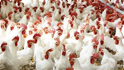 أسعار الدواجن 